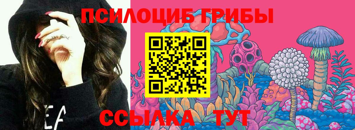 Галлюциногенные грибы Psilocybe Протвино